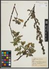 Foto von Salix myrsinites L. x Salix nigricans Sm.